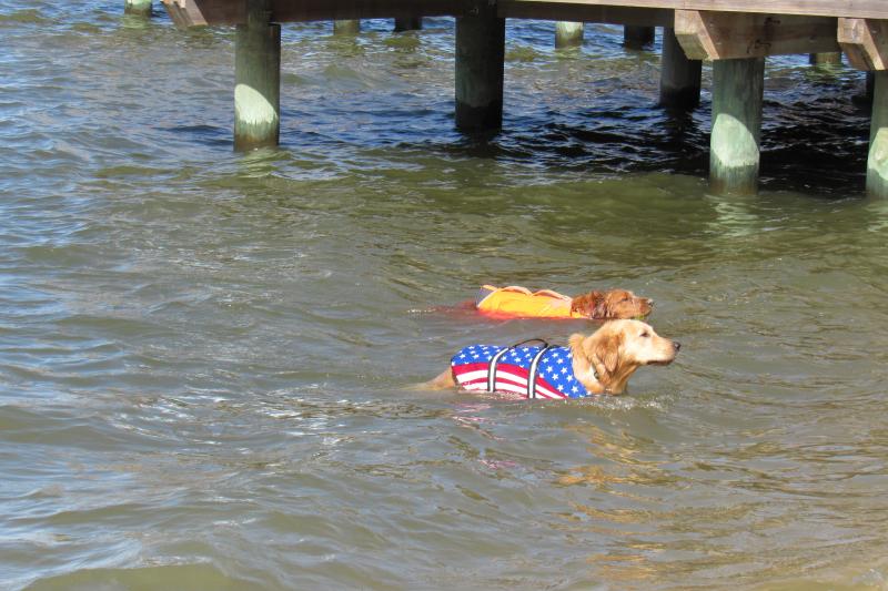Dewey’s Golden Jubilee raises funds for popular breed Cape Gazette